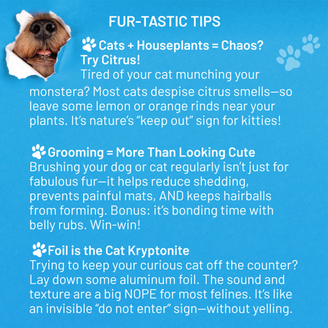 What do Lemons, Foil & Tigers Have in Common?