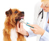 Dog Toothbrush for Pet Dental Care - BOSHEL STORE